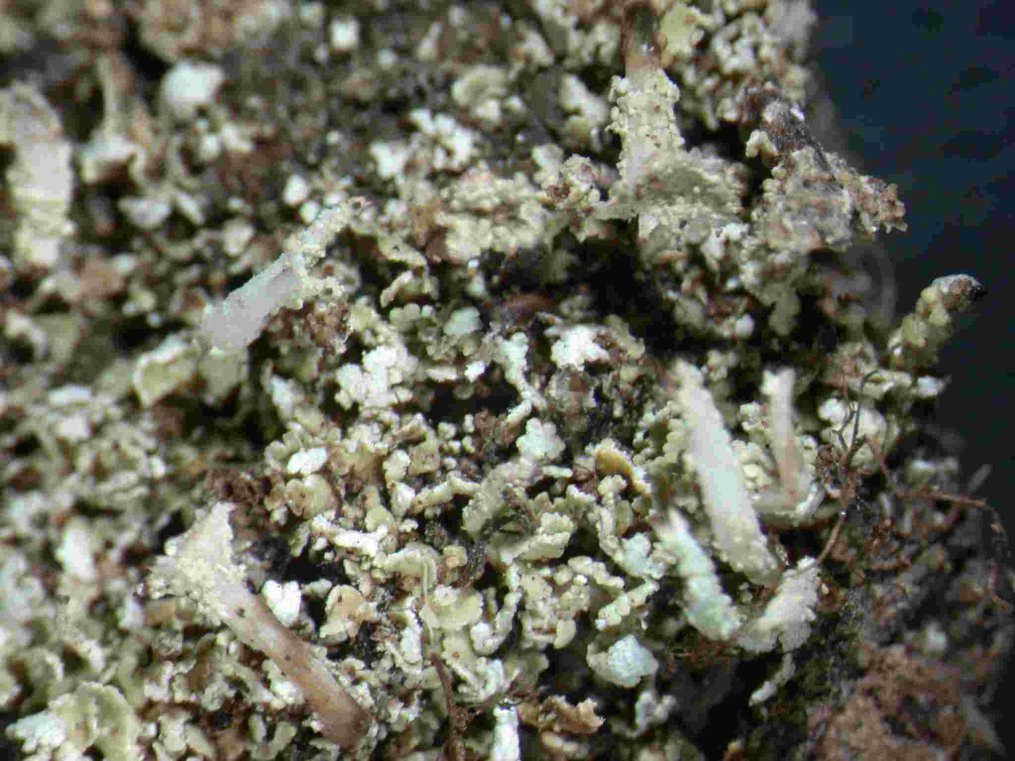 [Cladonia ramulosa]